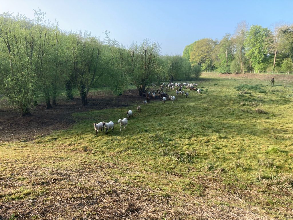 éco pâturage normandie
