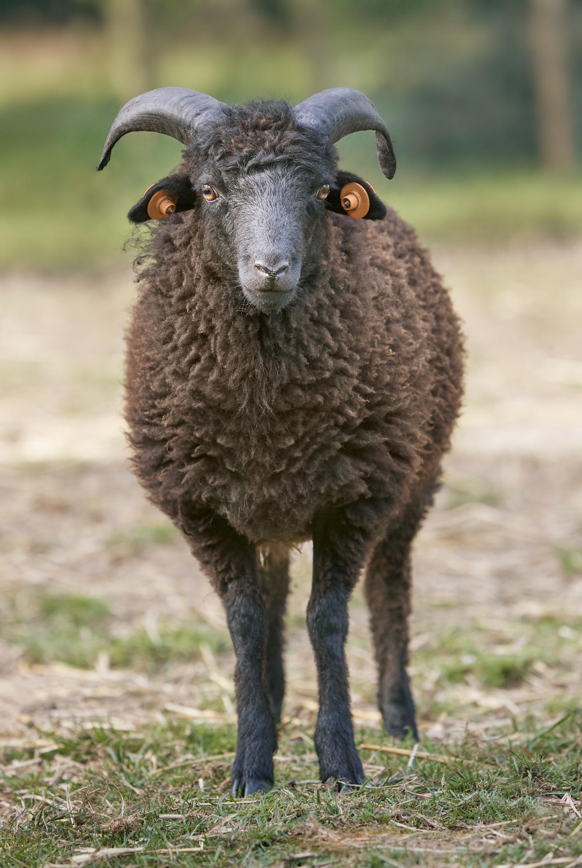 mouton noir