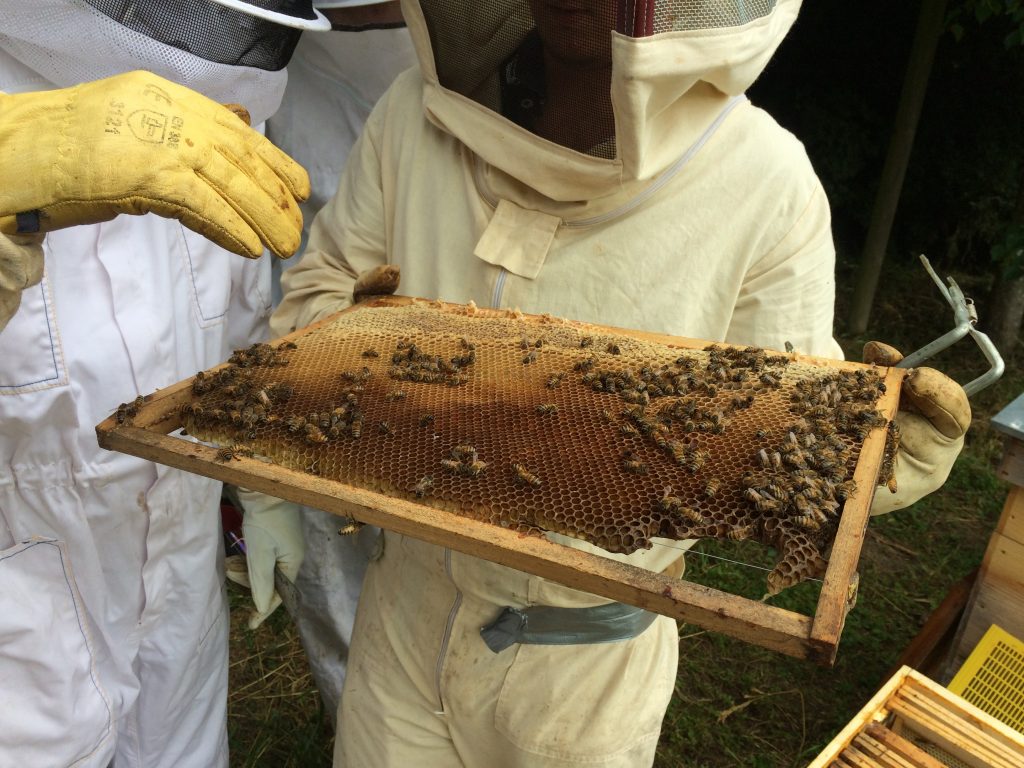 apiculture